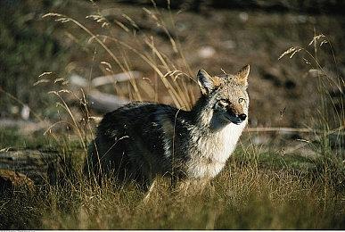 小岛秀夫将在下一次大型展会上公布神秘角色信息